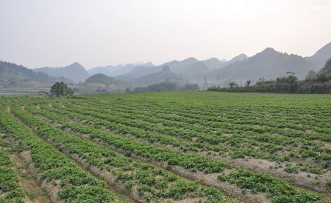   御麒集團共同大力發(fā)展中醫(yī)藥研發(fā)研制